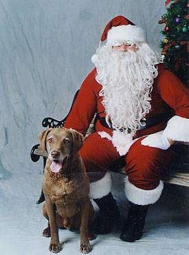 Whiskey the Chesapeake Bay Retriever is sitting next to a Santa Claus that is sitting on a bench. They are in front of a Christmas tree
