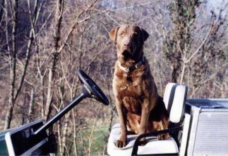 Winston the Chesapeake Bay Retriever is sitting in a golf cart
