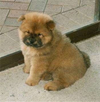 A cute little fluffy brown with black Chow Chow puppy is sitting on a carpet in a doorway and it is looking forward. It looks like a stuffed toy.