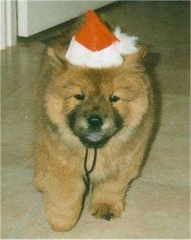 Caboose the black-tongued Chow Chow puppy wearing a Santa hat