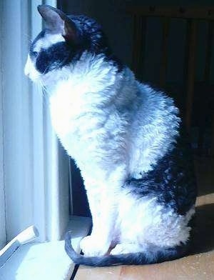 Lacy the Cornish Rex cat sitting on a window sill looking out the window