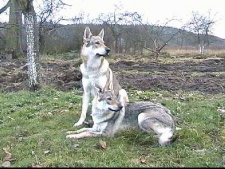 Two Czechoslovakian Wolfdogs are in a field. One is laying down and one is sitting. They are looking to the right