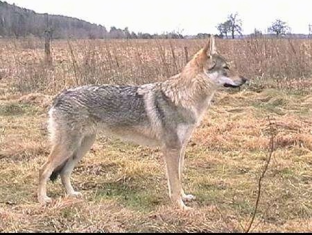 Right Profile - A Czechoslovakian Wolfdog is standing in grass next to a lot of brush