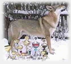 A Czechoslovakian Wolfdog is standing outside in snow behind a myriad of trophies.