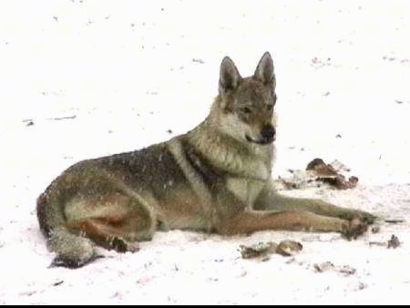 A Czechoslovakian Wolfdog is laying outside in snow