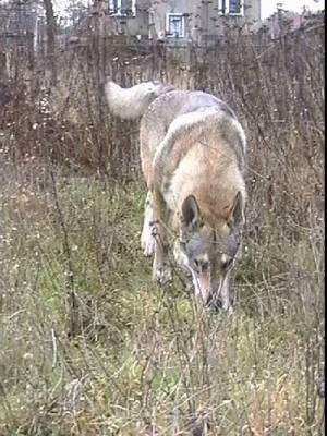A Czechoslovakian Wolfdog is sniffing outside in tall brush with an old house in the distance behind it.