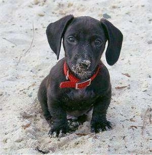 Odie the black looking little Dachshund is sitting in sand and there is sand all over its face