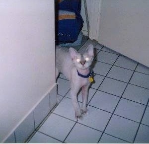 Dawson the Devon Rex cat is peering around a corner on a white tiled floor and looking at the camera holder
