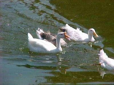 Four ducks are swimming across a body of water.