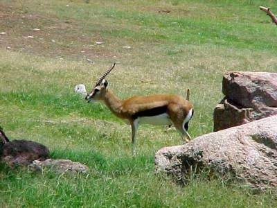 The left side of an Antelope that is standing in a field. There is a large bolder-sized rock behind it.
