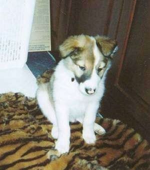Front view - A brown and white with black Scotch Collie is sitting on a tiger-striped rug and it is looking down. Its small ears fold over to the front in a v-shape.