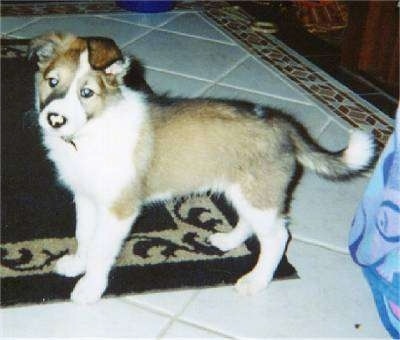 The left side of a tan with white Scotch Collie puppy that is standing on a rug. Its head is tilted to the left and it is turned forward. Its ears are folded over to the front.