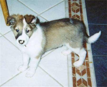 The left side of a brown and white with black Scotch Collie puppy that is standing across a tiled floor. It is looking up and forward. It has a pink nose with black bordering the edges. It is holding its tail low.