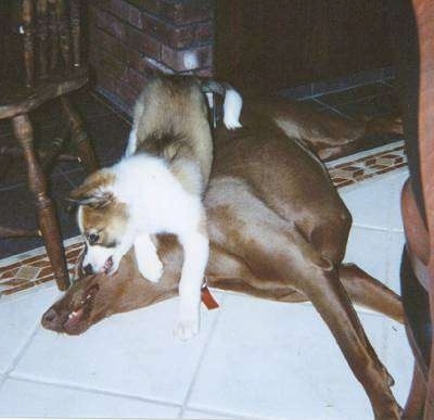 A brown and white with black Scotch Collie puppy is jumping on the side of a large brown Doberman that is laying on its side.