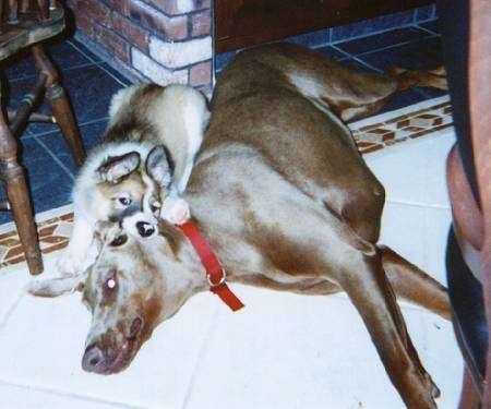 A brown and white with black Scotch Collie puppy is biting the side of a brown Dobermans ears. The Doberman is laying across a tiled floor.