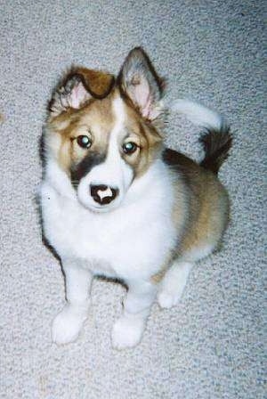 Top down view of a brown and white with black Scotch Collie puppy that is sitting on a carpet and it is looking up. One of its ears is perked in the air and the other is folded over at the tip. It has pink in the middle of its black nose.