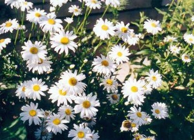 A group of white and yellow daisy flowers. The peddles are white and the center of the flower is yellow.