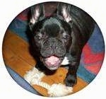 A black with white French Bulldog is standing behind a rope toy with its front legs on a hardwood floor and its back legs on a blue and red carpet. It is looking up, its mouth is open. It looks like it is smiling