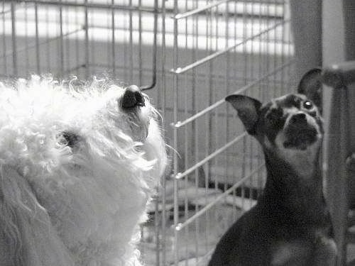 Close Up - A black and white photo of a Bichon Frise and a Min Pin looking up with a dog crate behind them.
