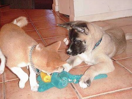 A brown with white Shiba Inu is biting a toy that is in front of a brown with white and black Akita Inu on a brown tiled floor.