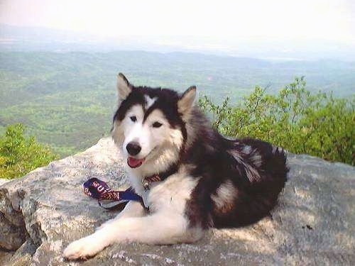A Siberian Husky is laying on top of a rock on the side of a cliff with a view of the valley below. Its mouth is open and tongue is out and it looks happy and content.