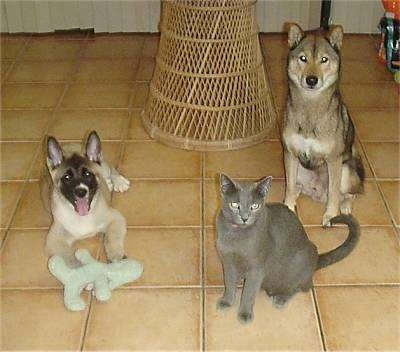 Two dogs and a cat on a tan tiled floor inside of a house - An Akita Inu puppy is laying on a tiled floor with its mouth open and tongue out. There is a toy in front of it. A grey cat is sitting in front of a black with tan and white Shikoku. There is a wicker chair next to it