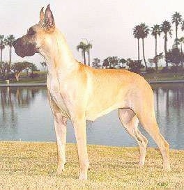 A tan with white Great Dane is standing in grass and there is a body of water and palm trees behind it