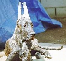 A brown brindle Great Dane is laying on a porch. Its ears are taped up. There is a blue tarp behind it