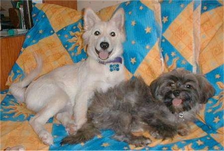 A white half Spitz puppy is laying behind a grey and black dog on top of a blue and orange blanket. Both of there mouths are open and tongues are out