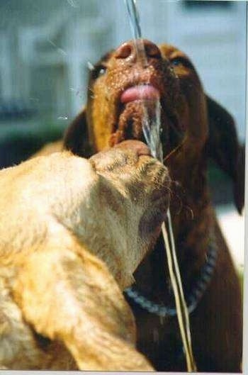 Close Up head shot of two dogs - A tan dog and a brown dog are tasting a stream of water