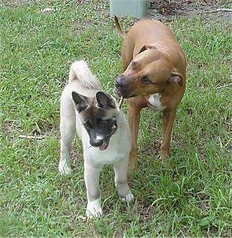 A brown with white American Staffordshire Terrier is biting a stick behind an Akita Inu in the grass.