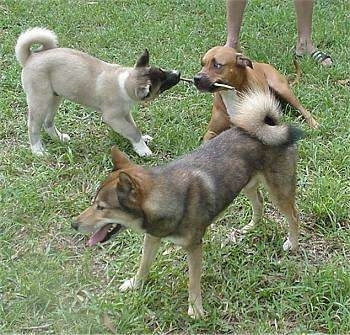 A brown with white American Staffordshire Terrier is laying outside in grass with a stick in its mouth. An Akita Inu is standing next to it and it has the other half of its stick in its mouth. There is a Shikoku dog standing in front of them.