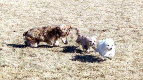 An American Cocker Spaniel and a Yorkie are chasing a white Maltese around a field