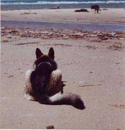 the back of a German Shepherd that is laying down at the beach appearing to stalk two other dogs that are in the distance.