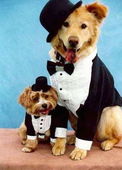 A small brown terrier is sitting next to a larger chow/golden mix dog on a tan surface with a blue background. They are both wearing black and white tuxedo type suits and black top hats.