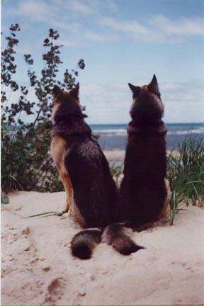 The back of Two German Shepherds sitting in sand peering between plants looking down at the beach