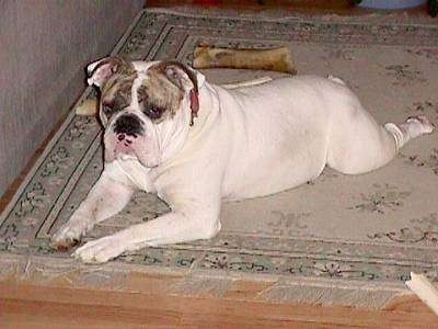 A white with brown brindle Bulldog is laying on a tan throw rug on a hardwood floor. There is a large cow bone behind it