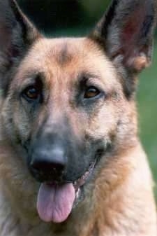 Close Up head shot - A black and tan German Shepherd is sitting outside with its tongue hanging out.