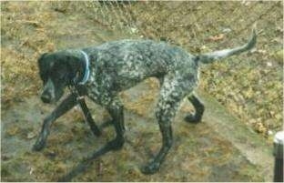 A black with white German Shorthaired Pointer is walking across a yard. There is a chainlink fence behind it