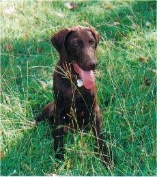 A brown German Shorthaired Pointer is sitting in a yard with tall grass its mouth is open and tongue is hanging out