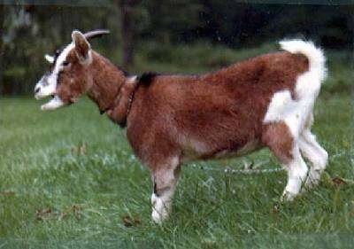 Left Profile - A brown with white and black goat is standing in grass. Its mouth is open.