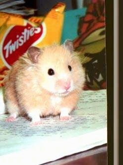 A tan with white hamster is standing on top of a book and it is looking to the right. It looks like a stuffed toy.