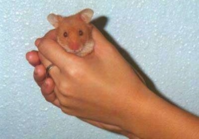 A brown hamster is being held in a person's hands in front of a sky blue wall.