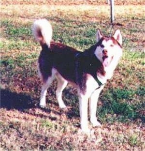 The front left side of a black and white Siberian Husky that is standing in grass, it is looking to the left, its mouth is open and its tongue is out.