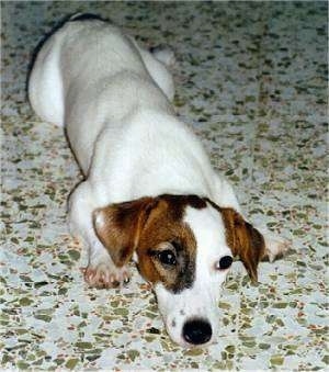 Close up front view - A white with tan and black Parson Russell Terrier puppy is laying down on a tiled floor.