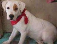 Side view - A white with a tan spot around its eye American Bulldog/Rottweiler mix is sitting on a green floor wearing a red bandana.