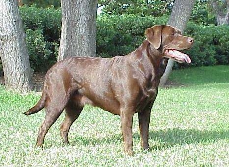 A shiny-coated chocolate Labrador Retriever is standing in grass. Its mouth is open and its tongue is out. There is three trees behind it.