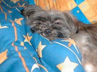 A grey with white Lhasa Apso is laying on a blue and orange blanket and looking very sleepy.
