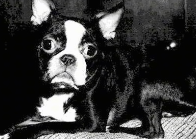 Black and White photo of Snuggles the Boston Terrier laying on a couch