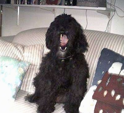 Sasha the dog sittting on a couch yawning